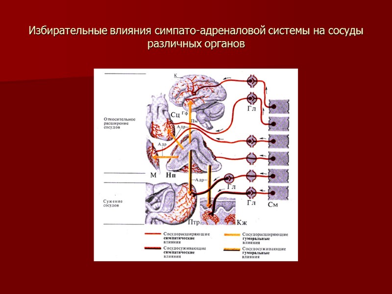 Избирательные влияния симпато-адреналовой системы на сосуды различных органов